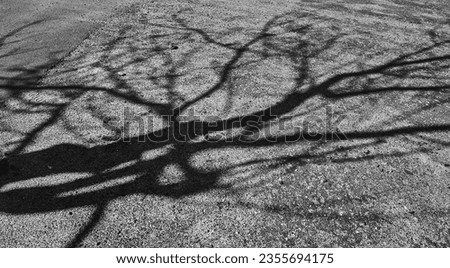 A tree with bare branches cast a bizarre shadow on the surface of the asphalt, the texture of the asphalt and the chaos of shadows from the branches create a beautiful abstract picture