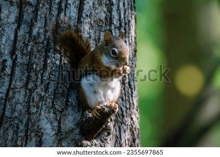 Close up of an American Red Squirrel (Tamiasciurus hudsonicus) eating a seed from a tree limb during summer. Selective focus, background blur and foreground blur. Royalty-Free Stock Photo #2355697865