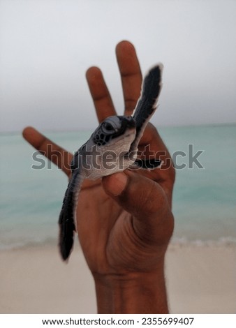 Human hand holding newborn turtle and carries them into sea
