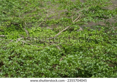 View of Henna tree growing lushly. High angle henna photos. Tropical plants are used for beauty.
