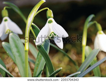 
The name of the flower in the image is Snowdrop. It is a small, white flower that blooms in early spring. It is a symbol of new beginnings and hope