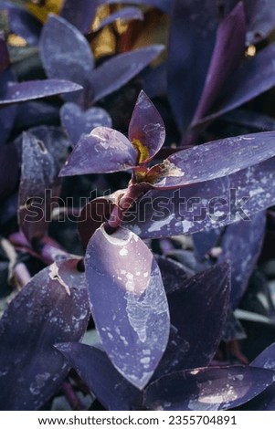 The purple heart flowering plant or Tradescantia Pallida originates from the Gulf Coast region in Eastern Mexico