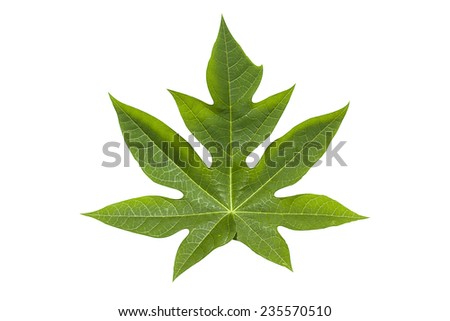 leaves on white background.