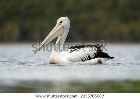 pelican close up on a river in australia feeding