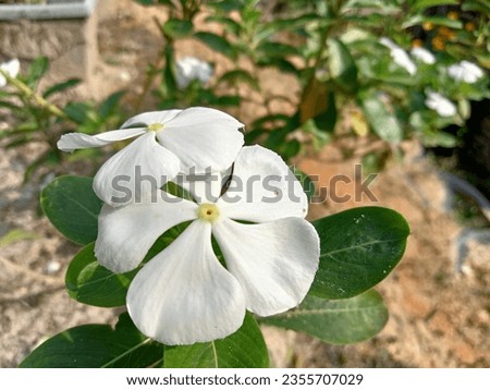 White vinca or periwinkle flower is tropical plants and widely grows in other county
