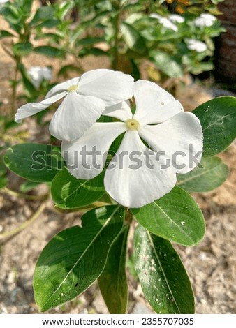 White vinca or periwinkle flower is tropical plants and widely grows in other county