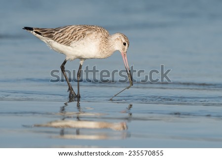 Bar-tailed Godwit (Limosa lapponica) pulling a worm out of the sand