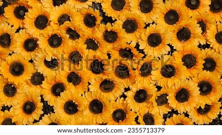Full of Bright Yellow Sunflowers