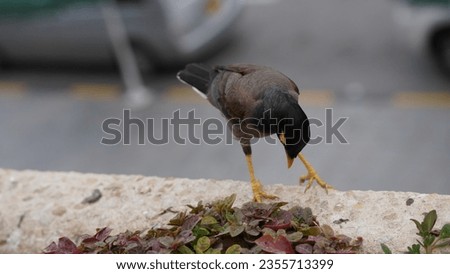 Common myna black bird. eating foot. black bird . myna bird picture.