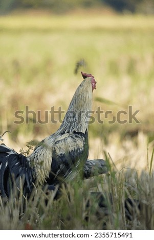 gamecock, colorful rooster, beautiful cock on grass background close-up