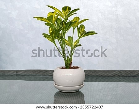 Indoor plant decor, design concept. Single houseplant on dresser. Copy space on grey textured background