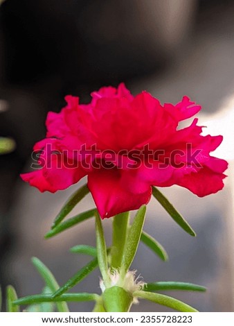 Portulaca grandiflora (Moss Rose, Sun plant, Sun Rose,Portulaca). colorful flower, layers which variable and supported by tiny, thick and fleshy leaves blooming  in a garden