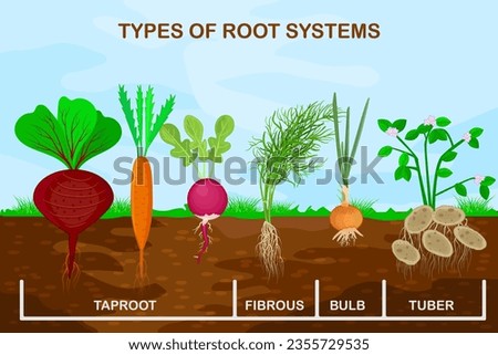 Types root systems of plants.Taproot, fibrous, bulb and tuber root example comparison.Four different types of root vegetables.Plants showing root structure below ground level.Stock vector illustration Royalty-Free Stock Photo #2355729535