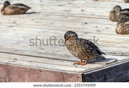 Duck resting on a wooden deck