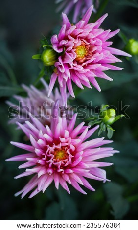 Pink dahlia flowers closeup