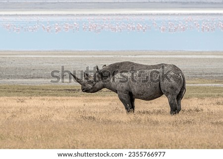 A black rhino in the Ngorongoro Crater in Tanzania. Black rhinos are an endangered species.