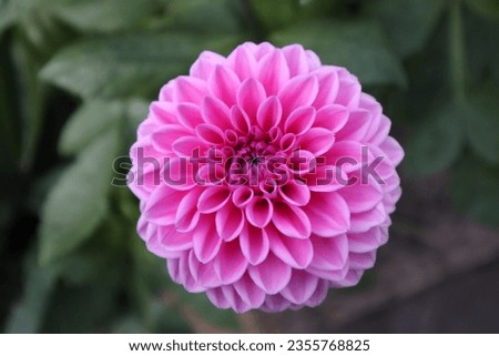 Pink Dahlia with Leafy Backdrop Royalty-Free Stock Photo #2355768825