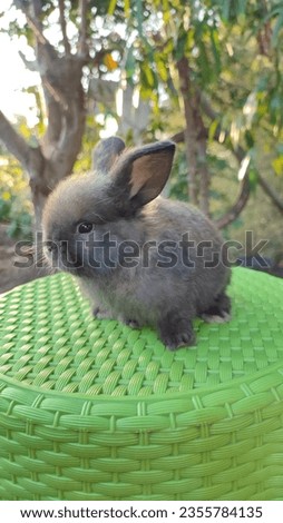 Holland loop type rabbits that are approximately 40 days old and cute and have tort color