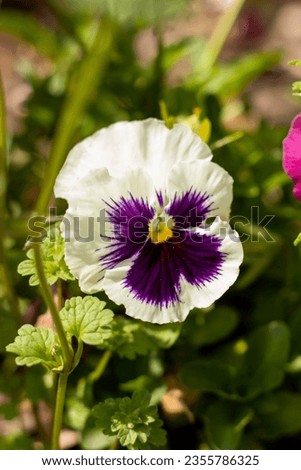 White and purples blooming pansy flowers