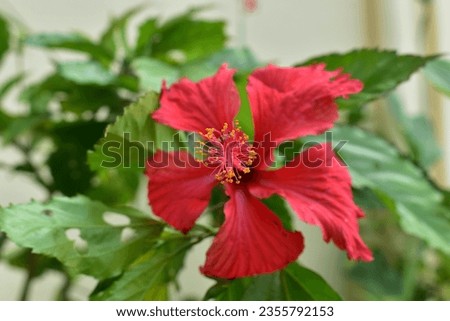 Red Hibiscus Plant blooming in the garden