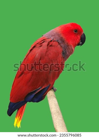 Colorful parrots on a beautiful background. Smart pets