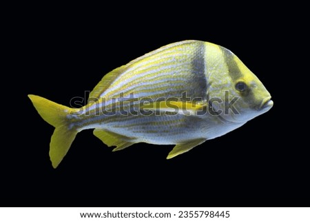 pork fish ( atlantic porkfish) swim in the water
