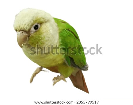 Colorful parrots on a beautiful background. cute pets