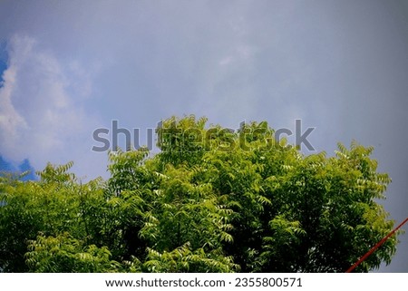 Panoramic view of clear blue sky and clouds with green tree, Blue sky background with tiny clouds. White fluffy clouds in the blue sky.
