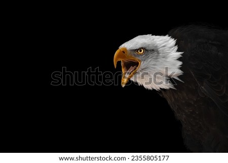 a screaming bald eagle on a black background with amber eye