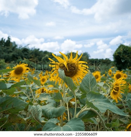 sunflowers in the field during summer daytime
