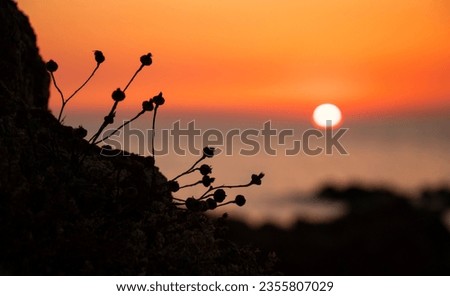 Sunset and flower silhouette on sea