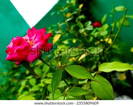 A beautiful rose picture |A rose is honored for its beauty, not its size.