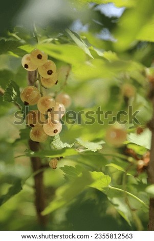 White currants, Weiße Johannisbeere, fruit, garden, Berry, eat, shrub, summer, fruits in the garden, pick, healthy