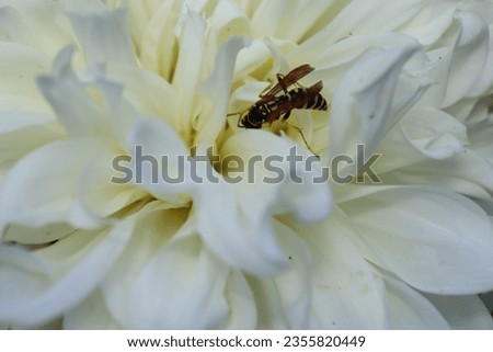 A moment of grace, captured in these photos, showcases a wasp leisurely grooming itself within a radiant white dahlia blossom. Nature in perfection