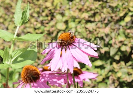 Nature's beauty as bees gather nectar on Echinacea purpurea blooms. A tribute to pollination and floral splendor.