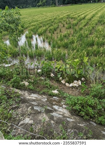 American pekin ducks in rice field  in Trang An World Heritage region on a cloudy day in Northern Vietnam