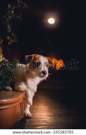 Dog Jack Russell Terrier. holiday, Christmas