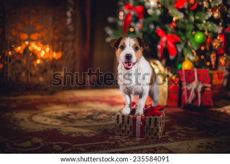 Dog Jack Russell Terrier. holiday, Christmas