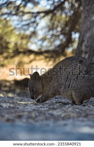 Little Quokka is picking up food from the ground. Funny and beautiful Quokka under a tree with a blurry background. Kind and adorable little inhabitants of Rottnest Island, Western Australia. 