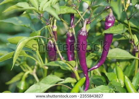 Purple  cayenne pepper, Beautiful pepper  Royalty-Free Stock Photo #2355843827
