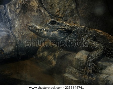 Picture of an alligator at rest