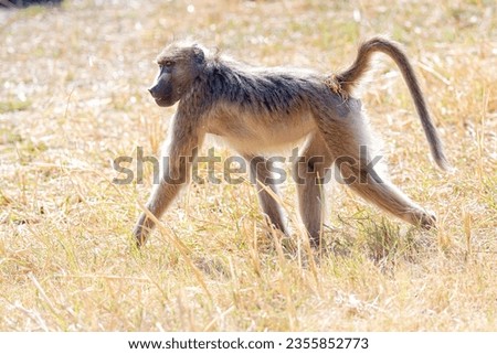 yellow baboon (Papio cynocephalus) Okavango Delta or Okavango Grassland, Botswana