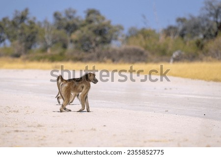 yellow baboon (Papio cynocephalus) Okavango Delta or Okavango Grassland, Botswana