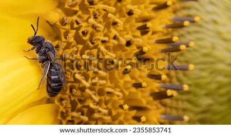 Nature's Contrast: Black Bee Against a White Background
