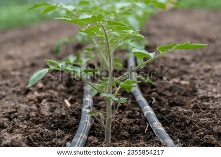 Young tomato plants with drip irrigation system Royalty-Free Stock Photo #2355854217