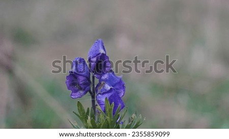 Monkshood (Aconitum napellus) blue flowers, in the alpine meadow. Toxic flowering plant. Summer season