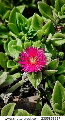 Beauty pink flower in the green garden
