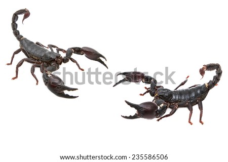 Black Scorpion  in combat position