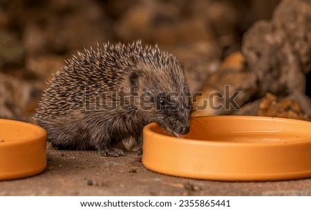 Cute little hedgehog drinking from a water bowl.