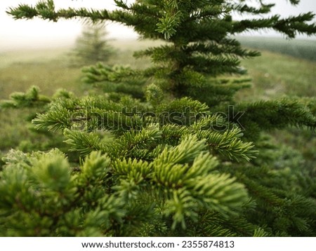 Evergreen tree close up with fog in background